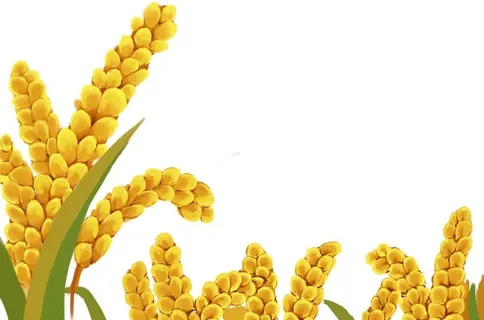 小米手绘素材图片 小米手绘素材图片