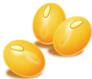 黄豆矢量图片