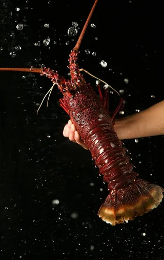 澳洲龙虾图片