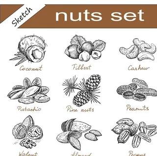 手绘坚果图片