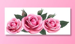 高清 玫瑰花 图片