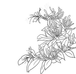 金银花 图片