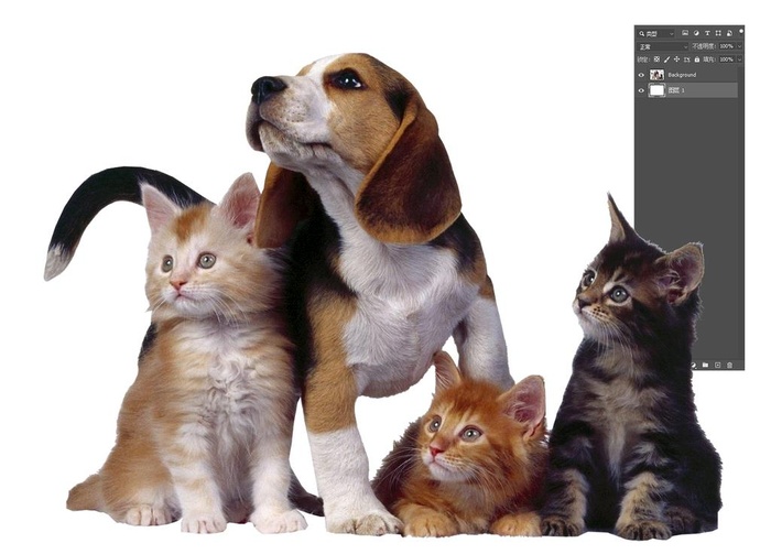 宠物猫狗素材图片