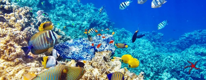 海洋鱼图片(5643x2362)