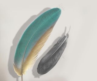 羽毛装饰画图片