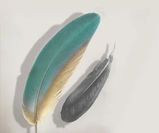 羽毛装饰画图片