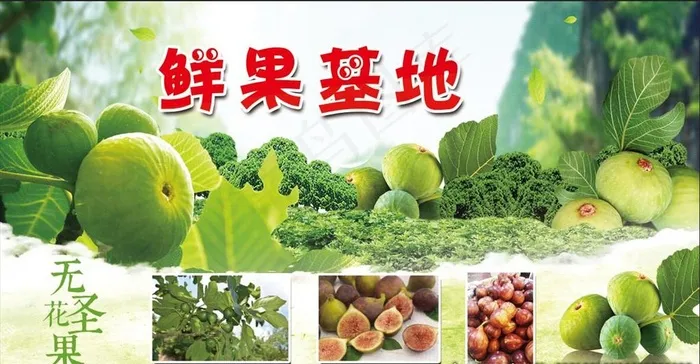 无花果海报图片psd模版下载