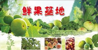 无花果海报图片