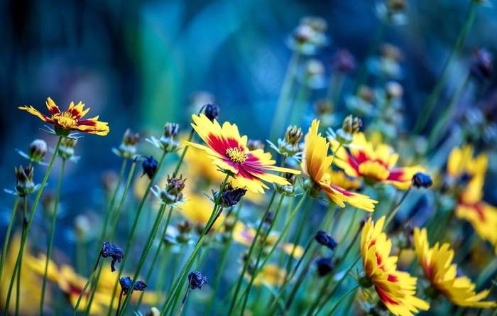 鲜花 鲜花背景图片