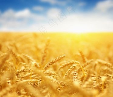小麦图片