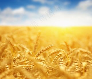 小麦图片