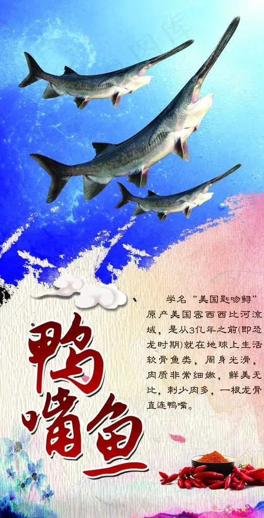 鸭嘴鱼图片(2559x4724)psd模版下载