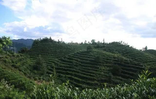 茶山风光图片