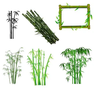 竹子图片