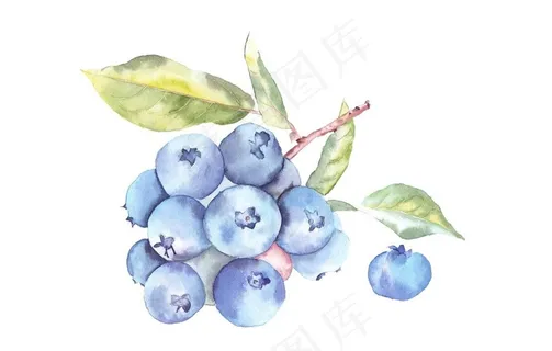 蓝莓图片