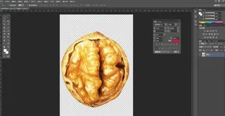 坚果 核桃 手绘图 纸皮核桃图片