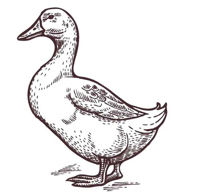 家养动物主题插画图片
