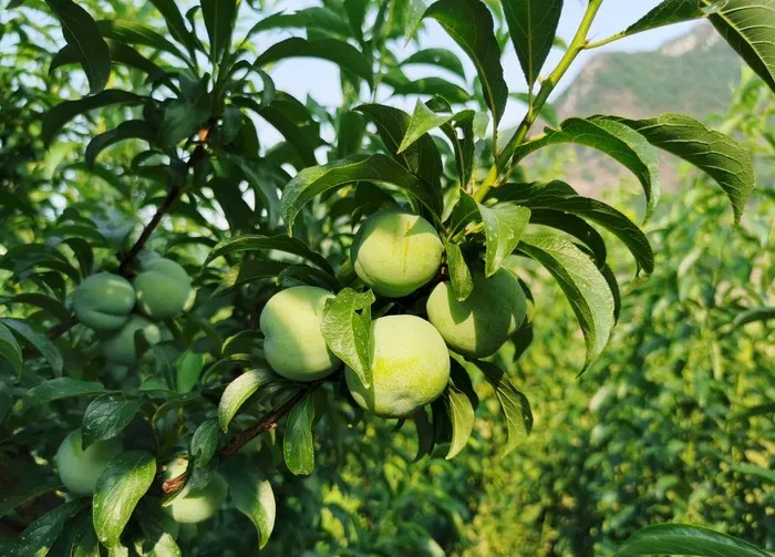 李子 冰脆李图片
