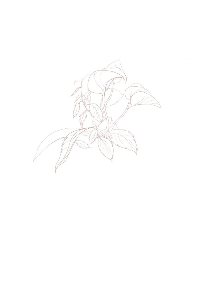 植物线稿矢量图图片