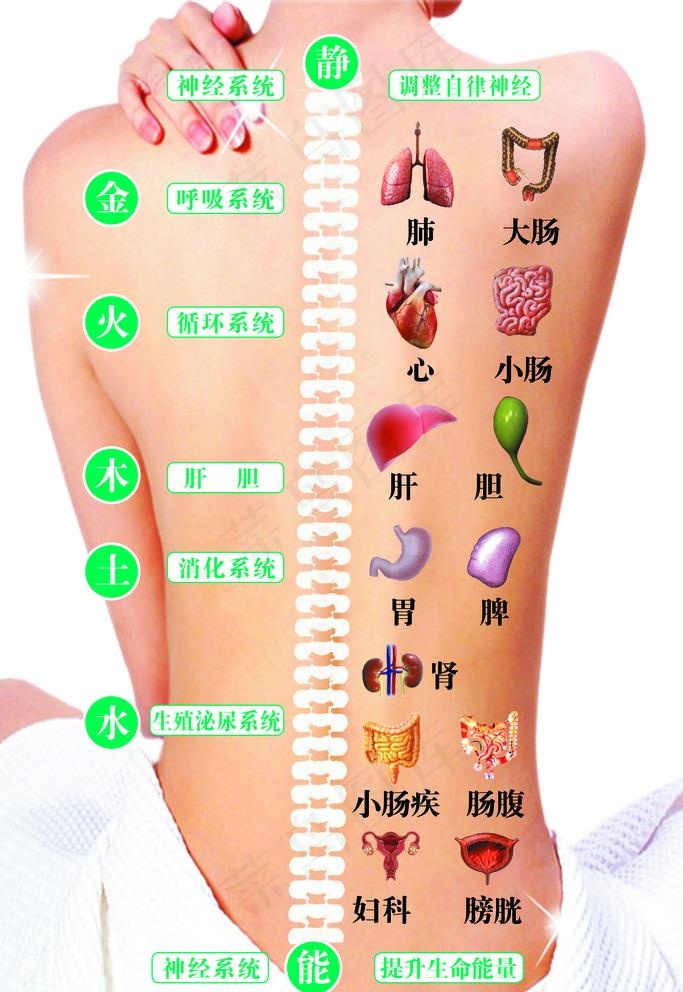 人体背面神经穴位对应疾病反射图图片