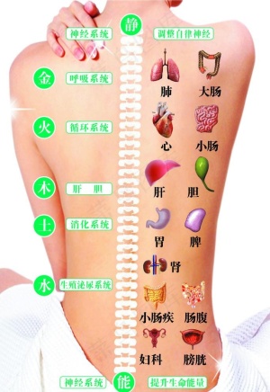 人体背面神经穴位对应疾病反射图图片