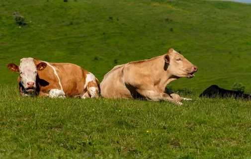 牧牛图片 牧牛图片