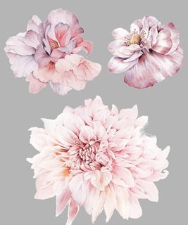 水彩花图片