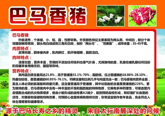 巴马香猪图片(3366x2480)psd模版下载