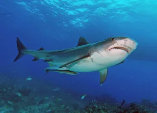 鲨鱼图片