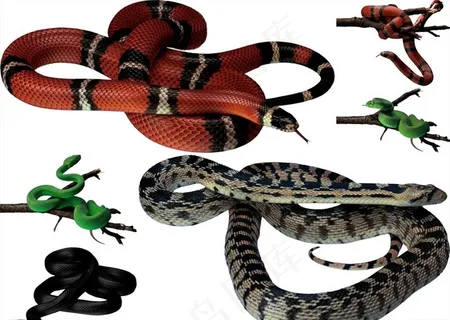 蛇png免扣高清素材图片