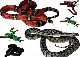 蛇png免扣高清素材图片