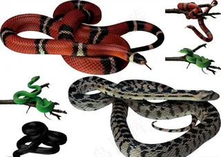 蛇png免扣高清素材图片