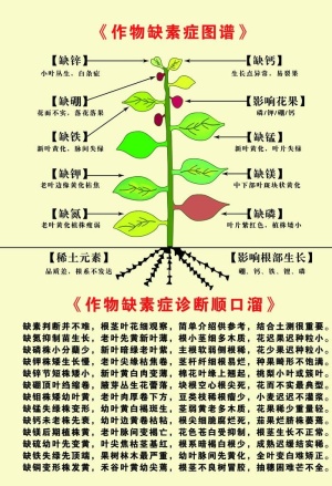 作物缺素症图谱图片