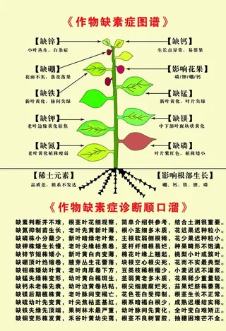 作物缺素症图谱图片