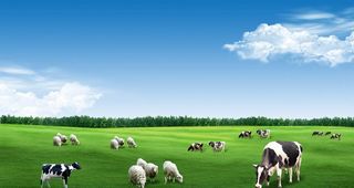 草原牛羊风景海报图片