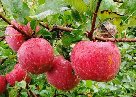 苹果图片 苹果图片