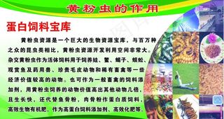 黄粉虫图板图片