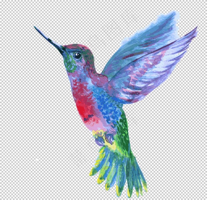 蜂鸟图片