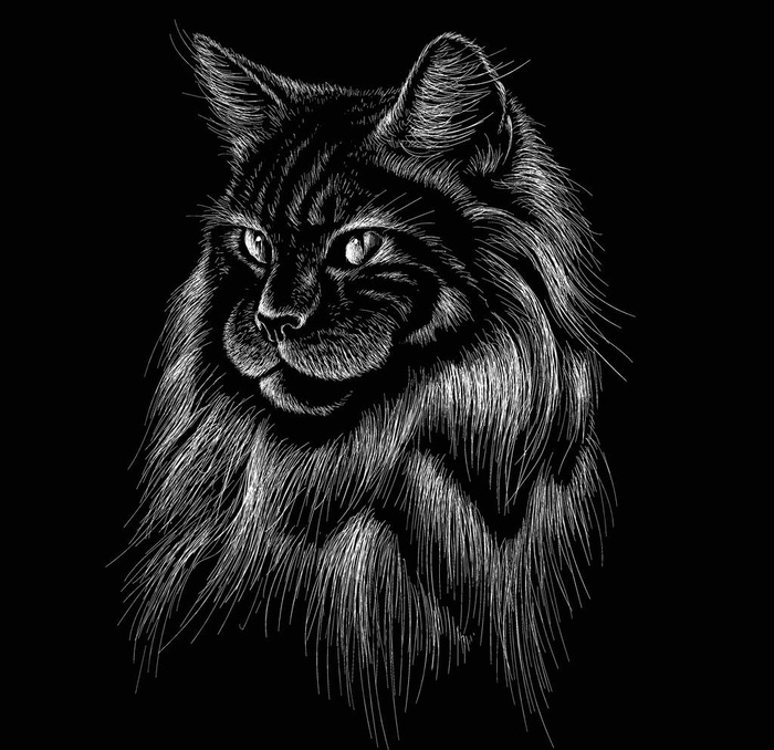 波斯猫图片