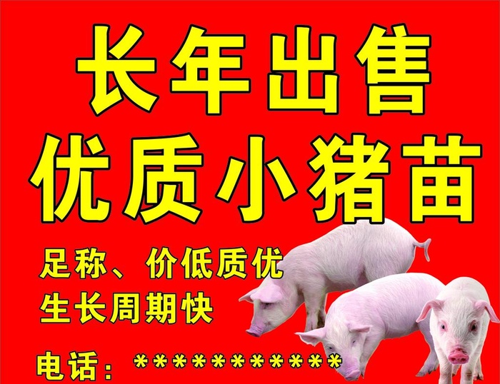 长年出售小猪苗图片cdr矢量模版下载