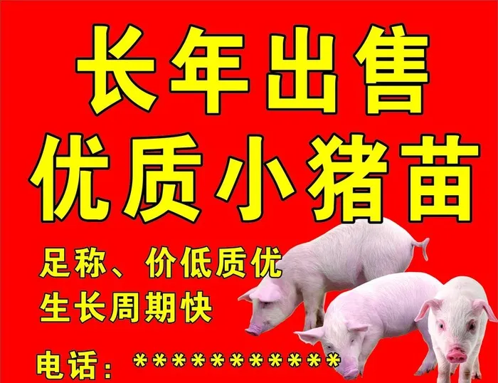 长年出售小猪苗图片cdr矢量模版下载