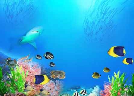 海底世界图片