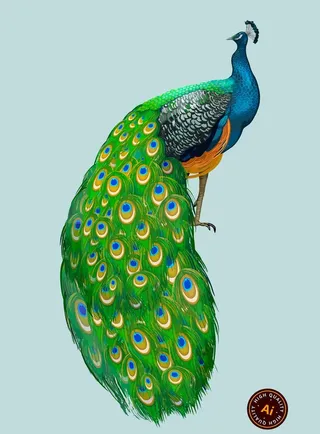 孔雀插画素材图片