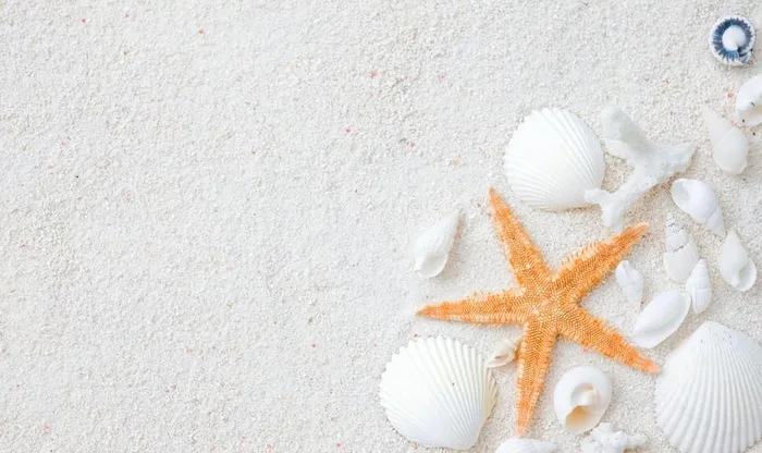 沙滩海洋生物图片 沙滩海洋生物图片