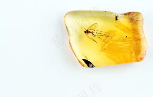 琥珀图片