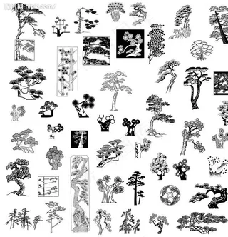 松树 白描（分层不精细）图片