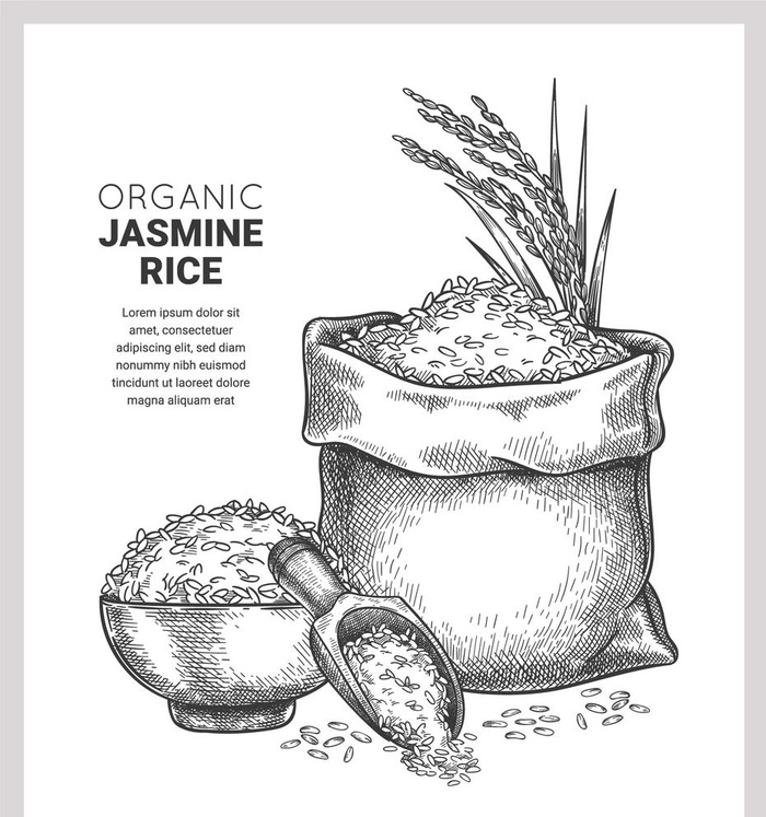 大米素描手绘图片ai矢量模版下载