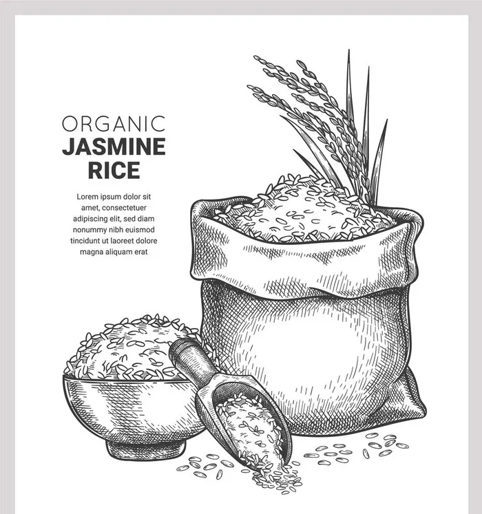 大米素描手绘图片ai矢量模版下载