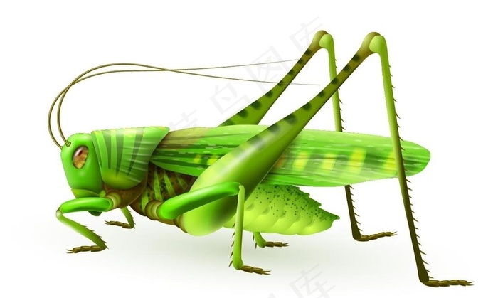 矢量蝗虫图片