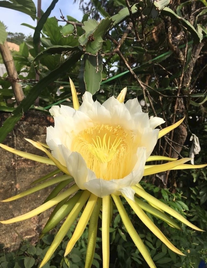 霸王花图片